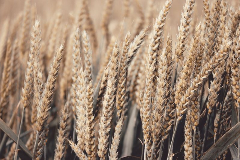 Grains & Cereals