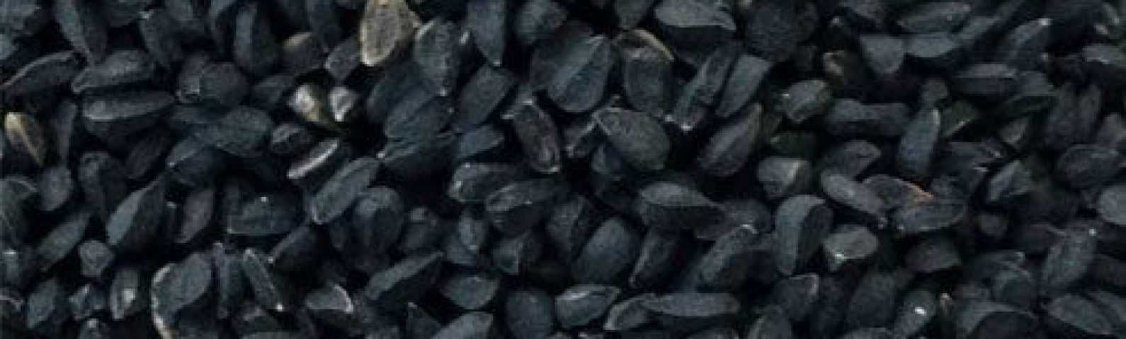 Global Specialty Seed Market Outlook 2026: Black Cumin (Kalonji) & Chia Seeds – Production Trends, Price Outlook and Procurement Strategy