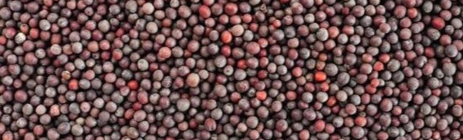 Daily Agri-Commodity Pulse: Mustard Seeds (Rai) & Flax Seeds Market Outlook