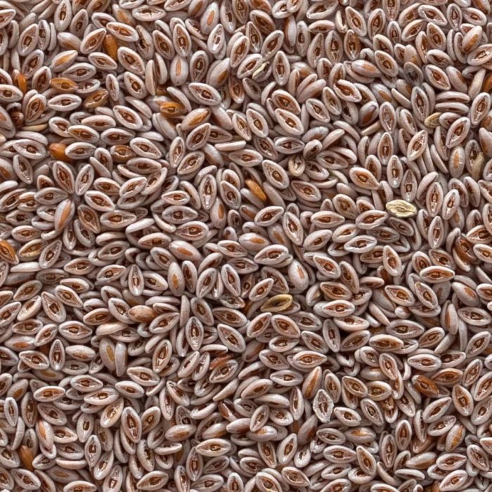 PSYLLIUM SEEDS