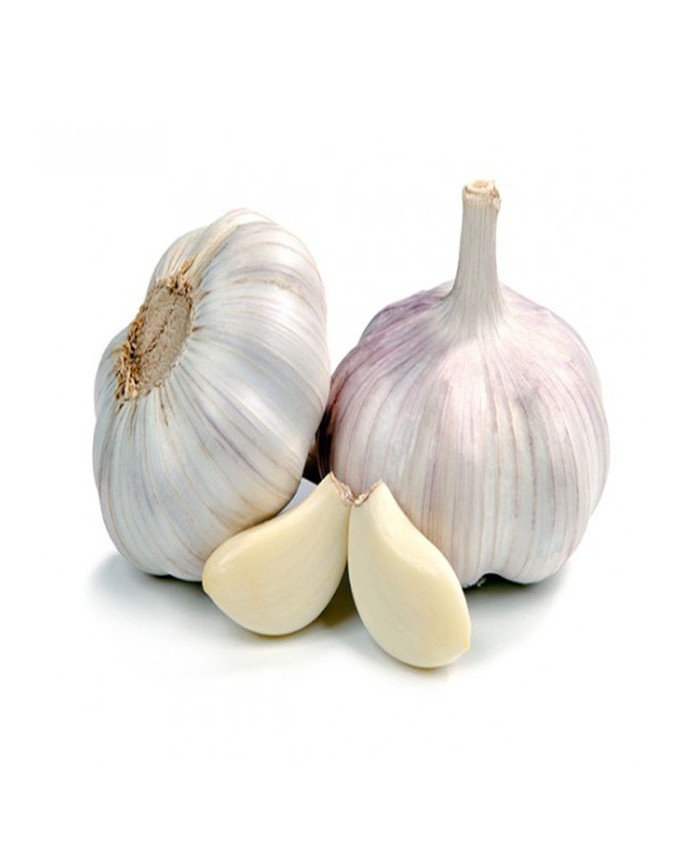 GARLIC