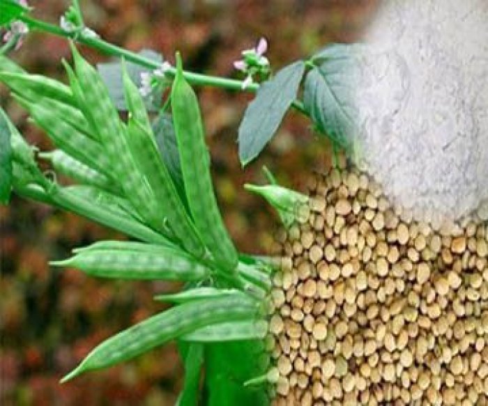 Guar Gum Korma